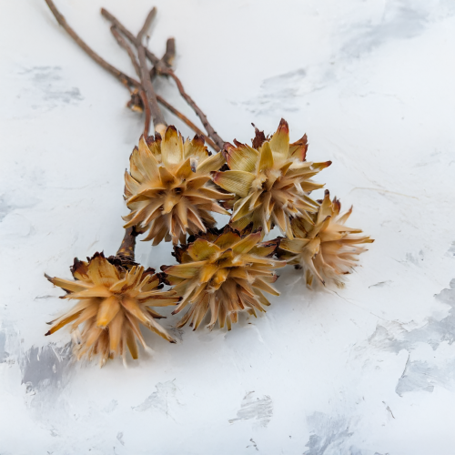 Plumosum Cream 5szt 1.png