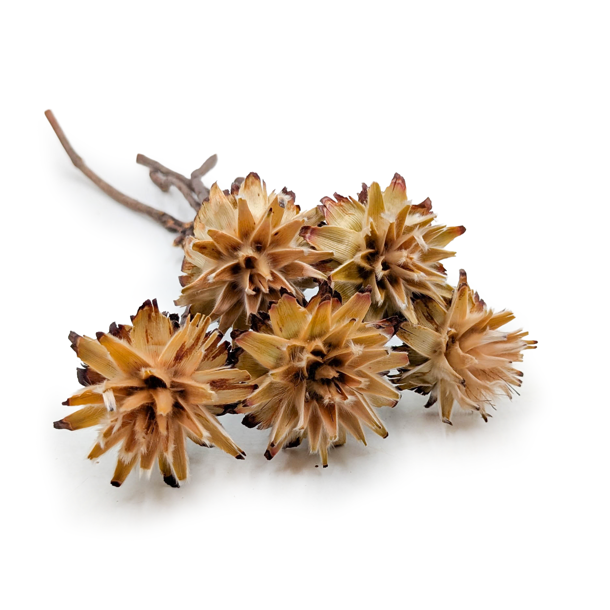 Plumosum suszone – (Leucospermum plumosum) – Kremowe – 5 sztuk