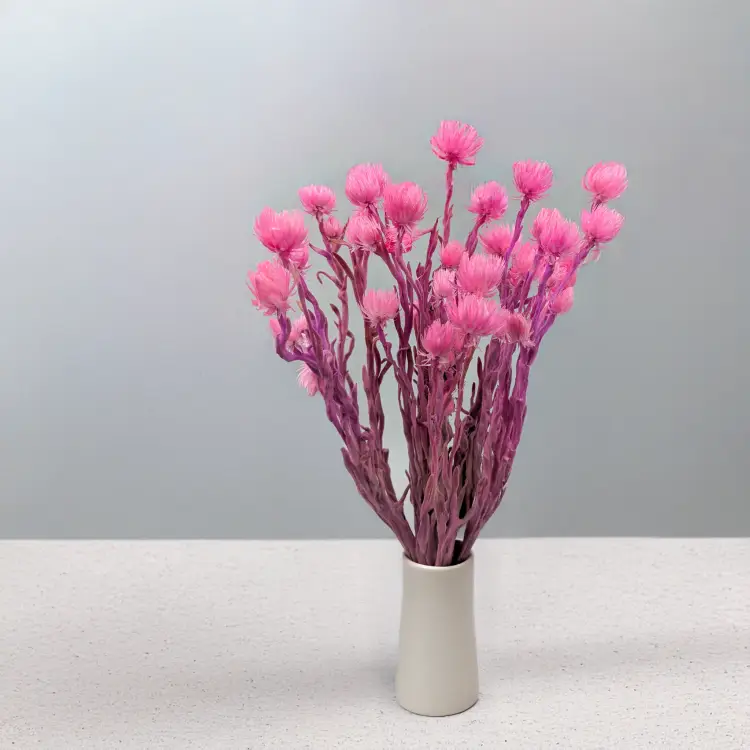 Kaaps różowy IT 5.png