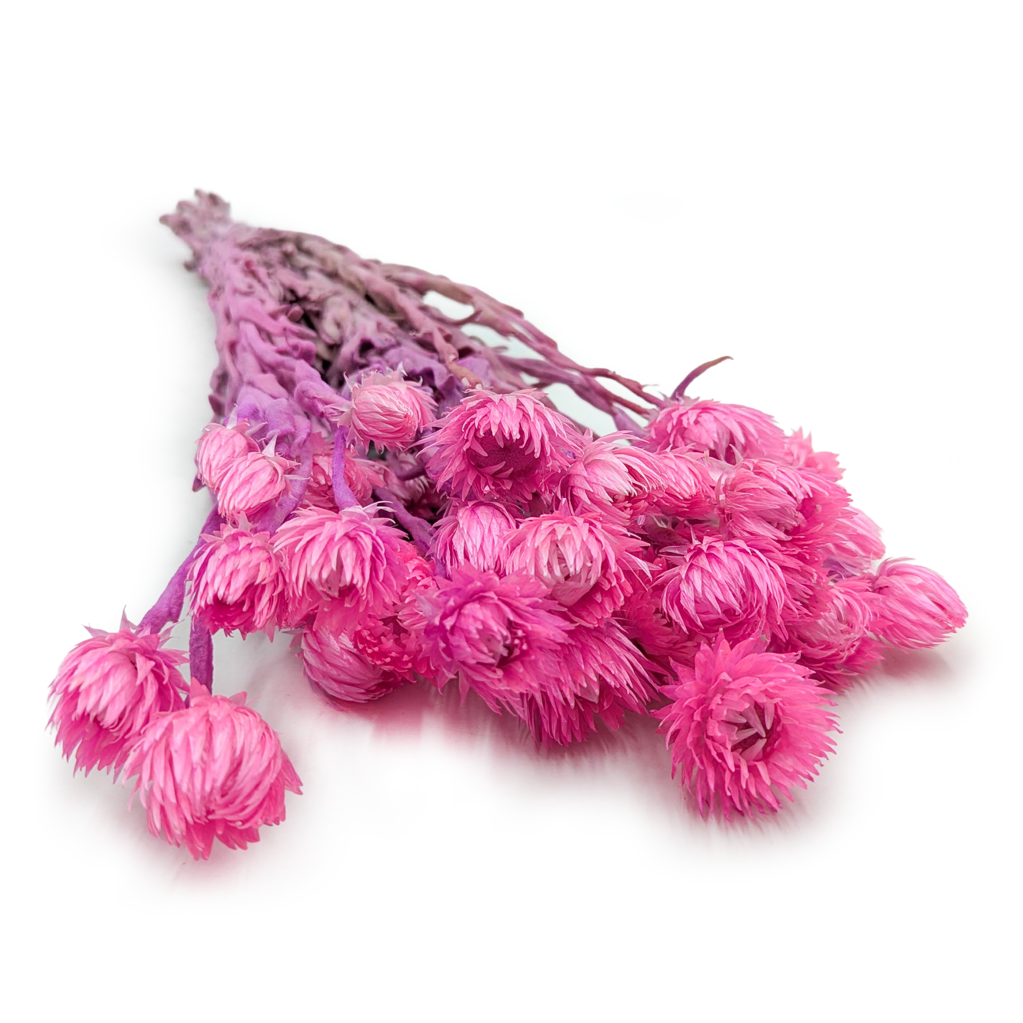 Kaaps Flower - Phaenocoma prolifera - (Cape strawflower) - Różowy