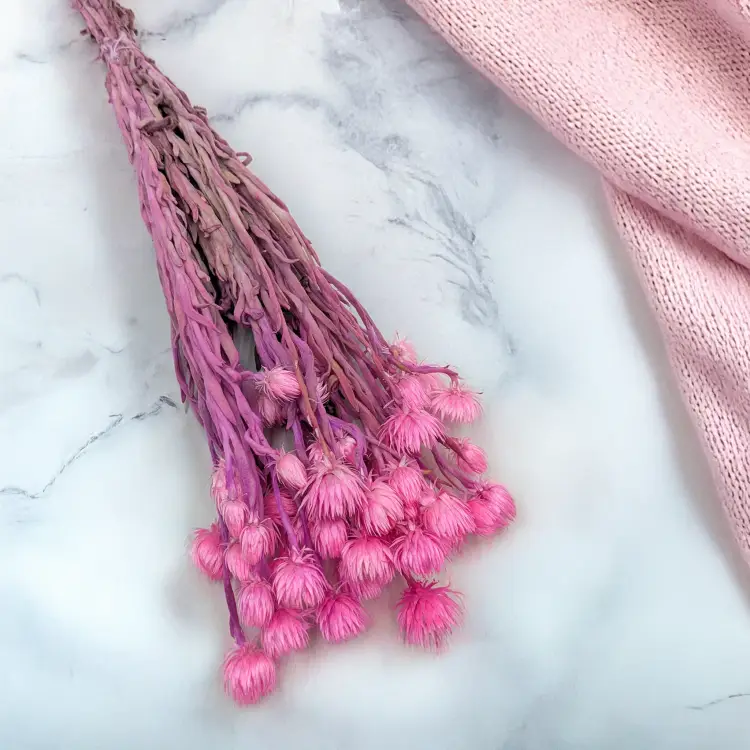 Kaaps różowy IT 2.png