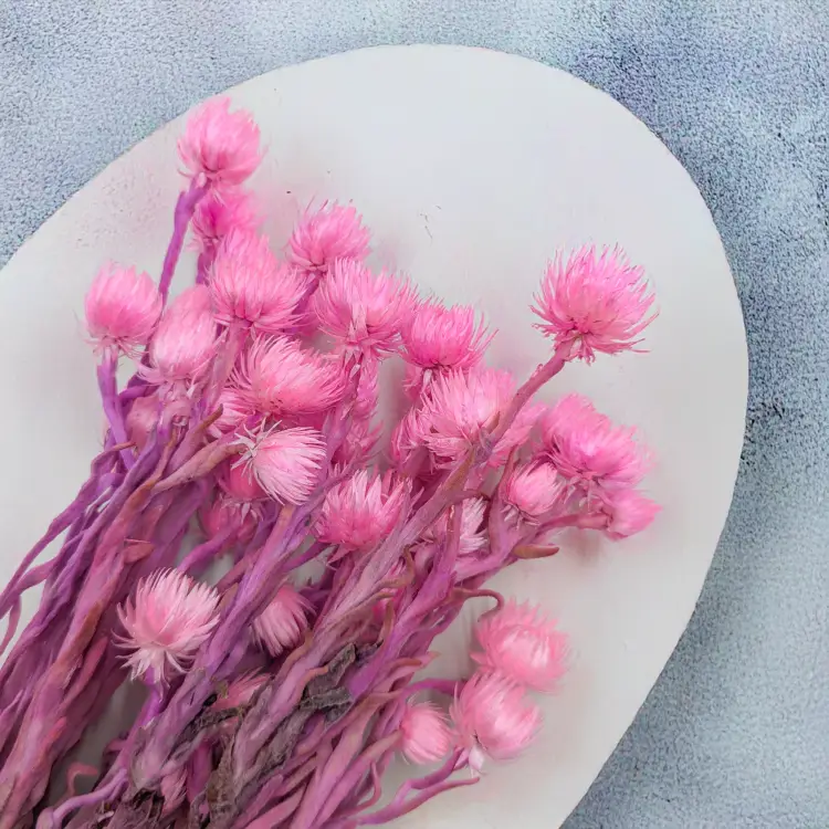 Kaaps różowy IT 3.png