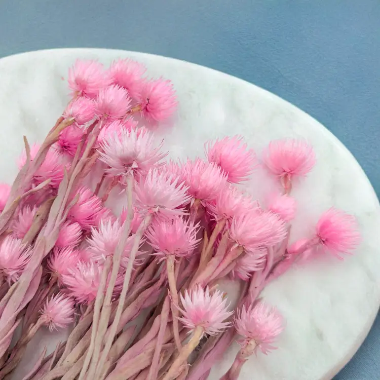 Kaaps jasny róż IT 7.png