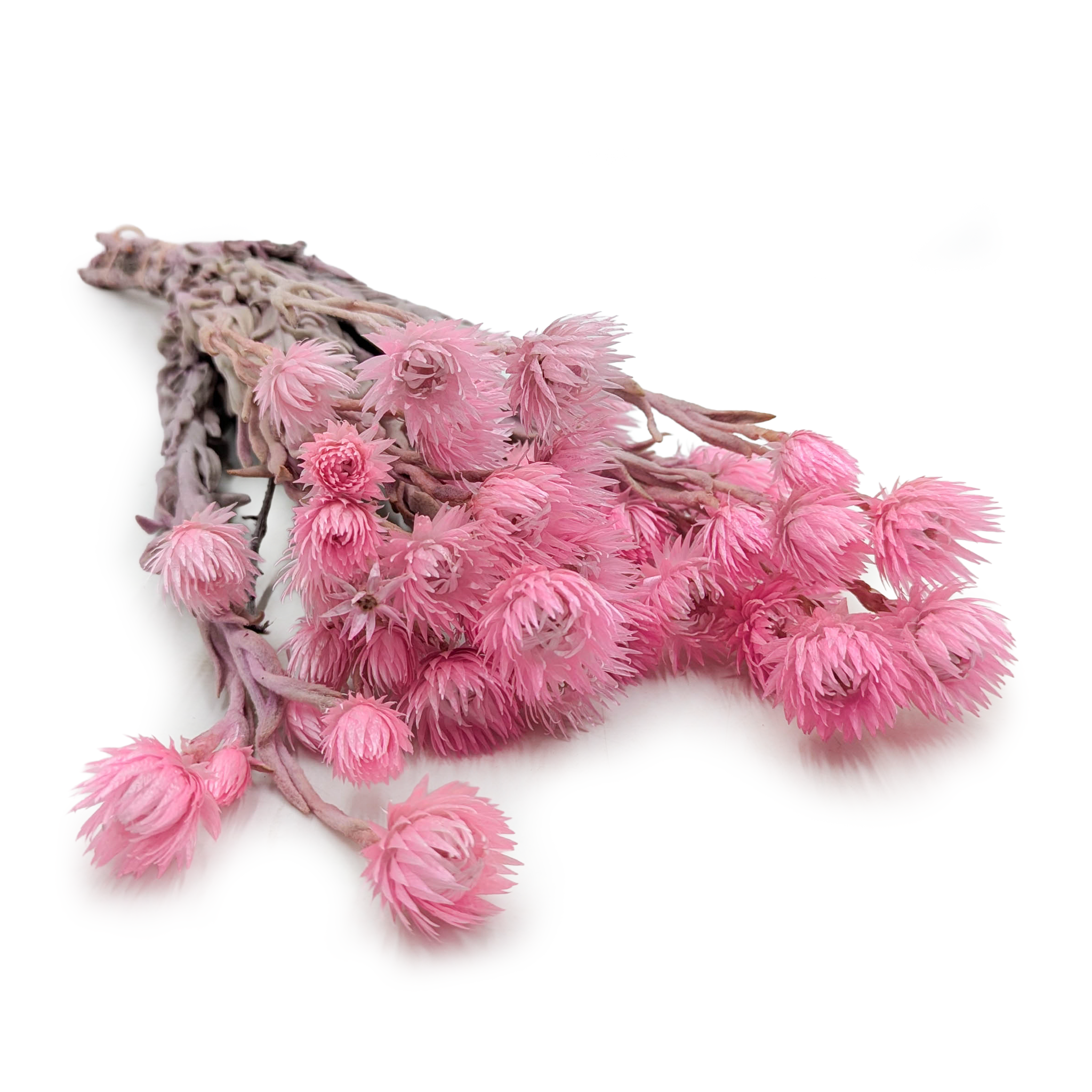 Kaaps Flower - Phaenocoma prolifera - (Cape strawflower) - Jasny róż