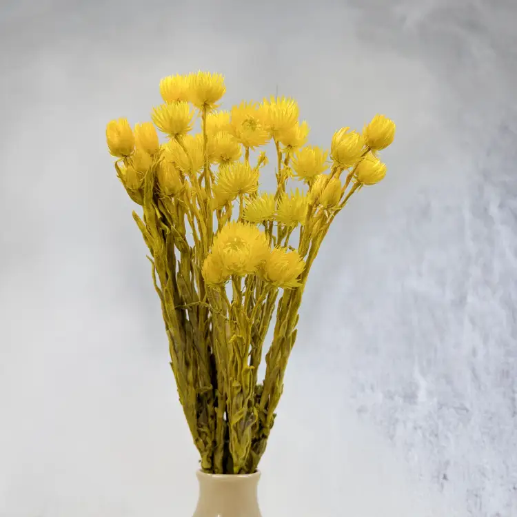 Kaaps żółty IT 6.png