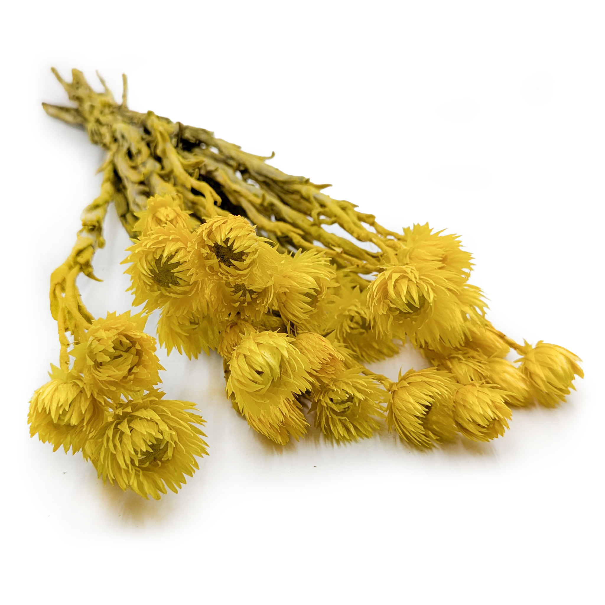 Kaaps Flower - Phaenocoma prolifera - (Cape strawflower) - Żółty