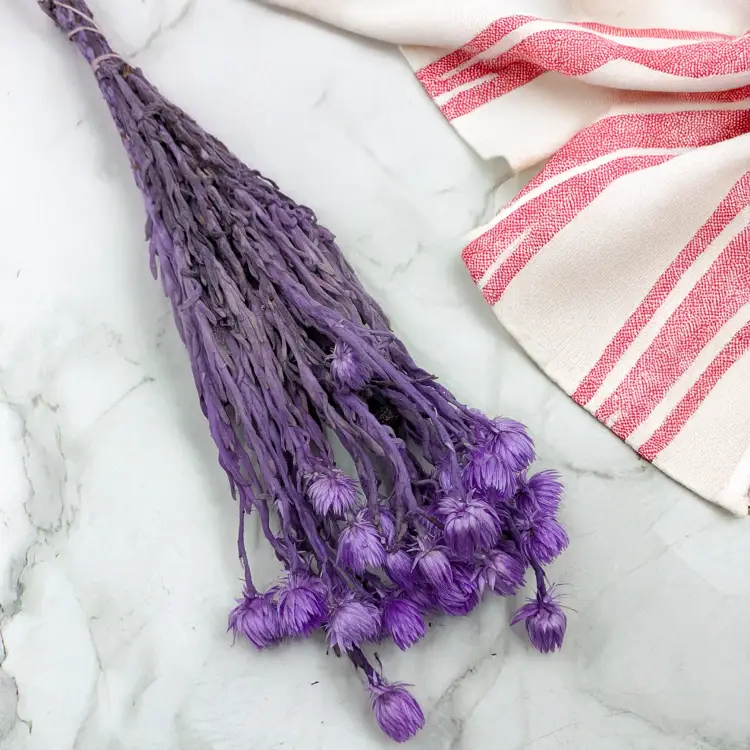 Kaaps lawendowy IT 3.png