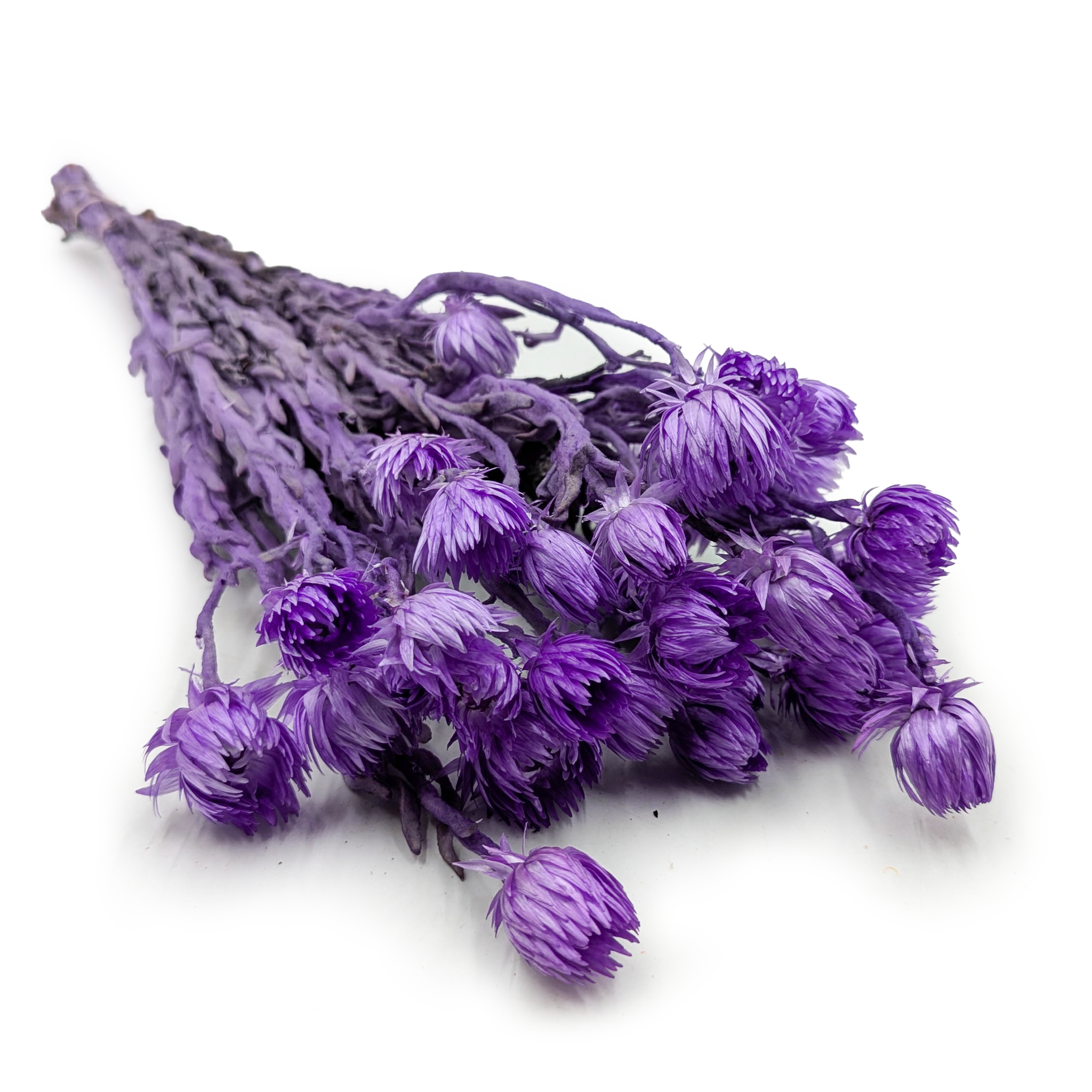 Kaaps Flower - Phaenocoma prolifera - (Cape strawflower) - Lawendowy