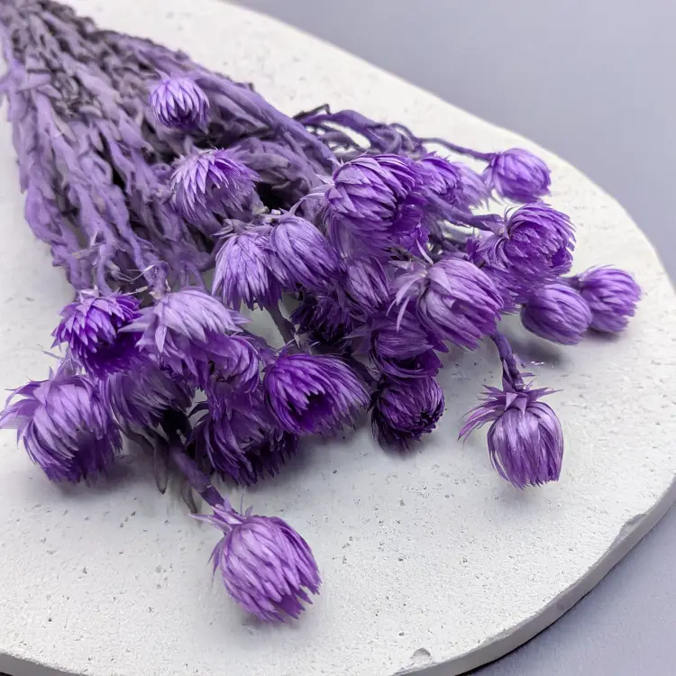 Kaaps lawendowy IT 2.png