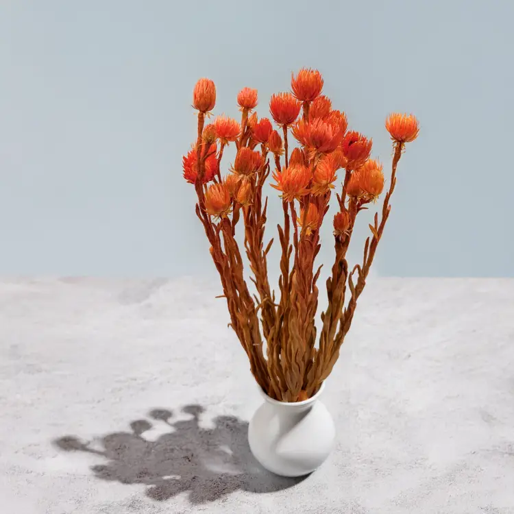 Kaaps pomarańczowy IT 4.png