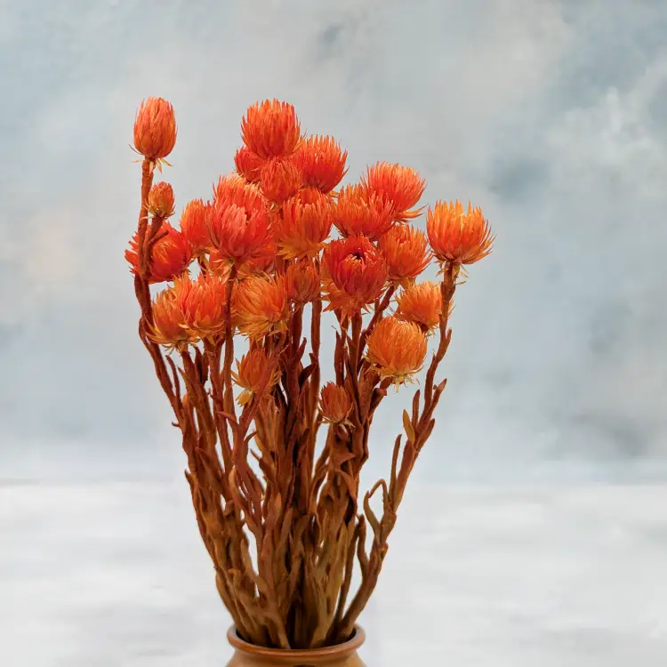 Kaaps pomarańczowy IT 5.png