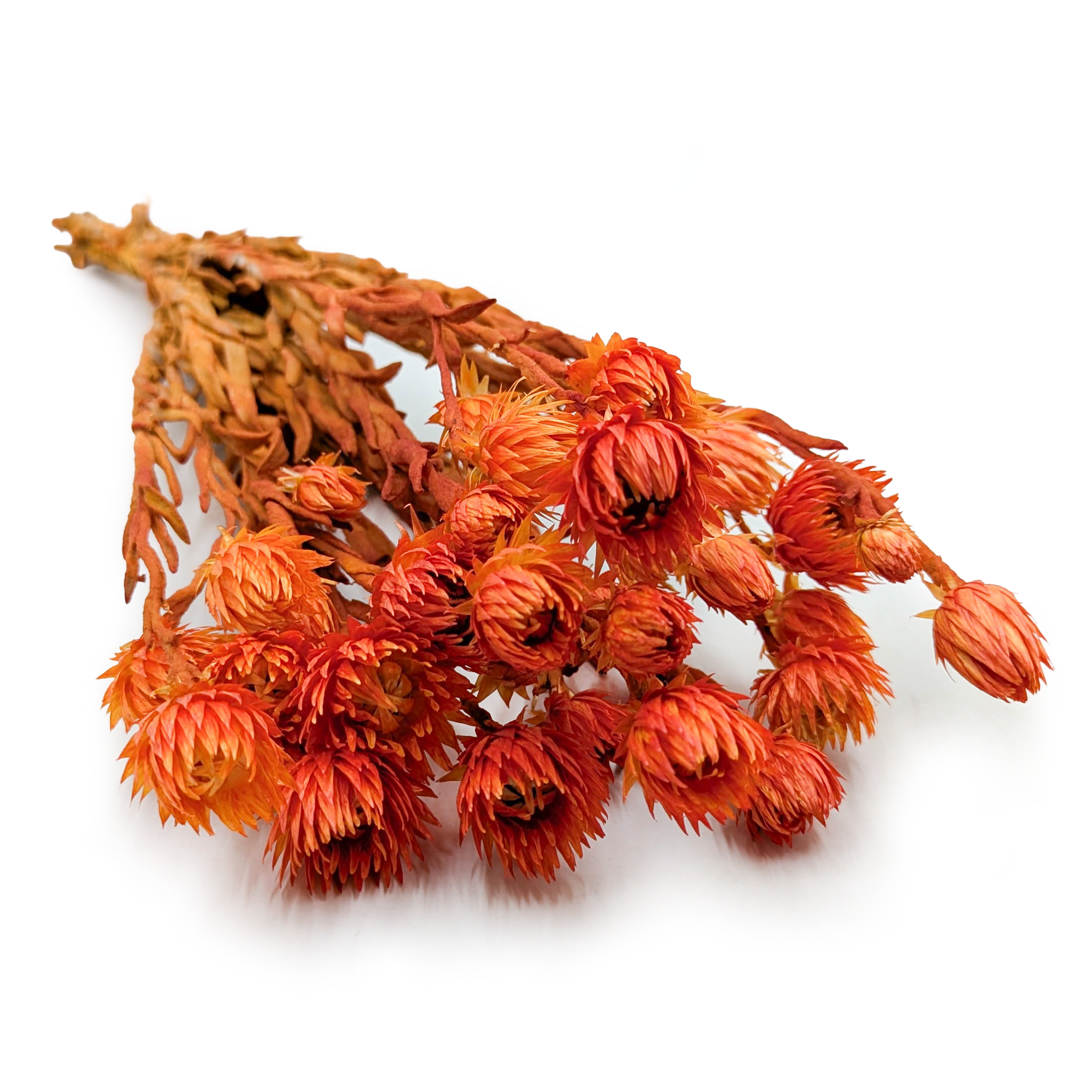 Kaaps Flower - Phaenocoma prolifera - (Cape strawflower) - Pomarańczowy