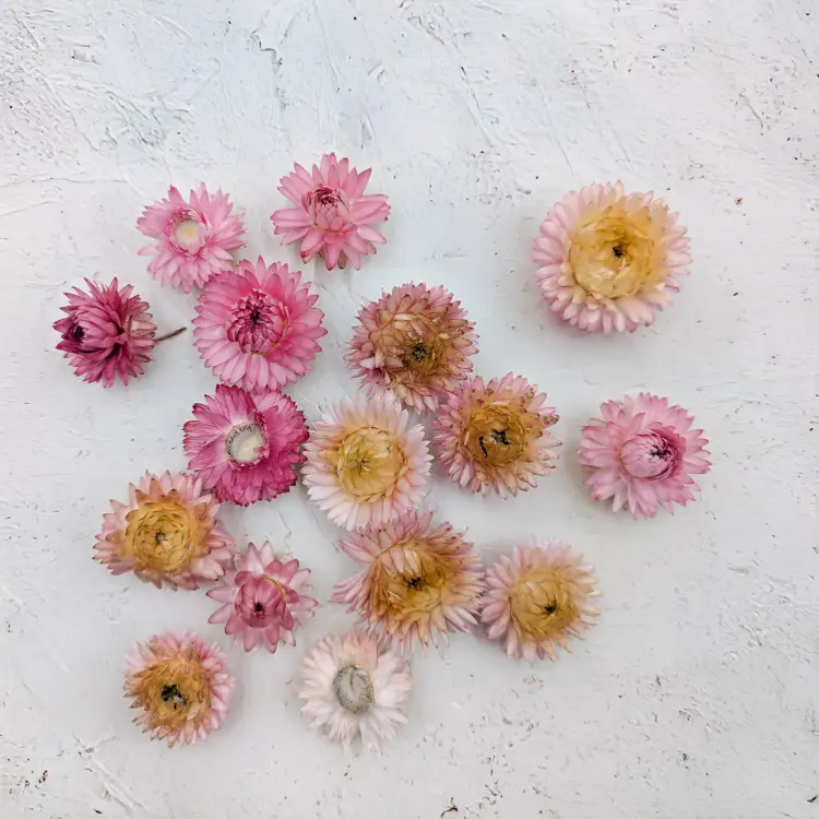 Kocanki głowki różowy 3.png