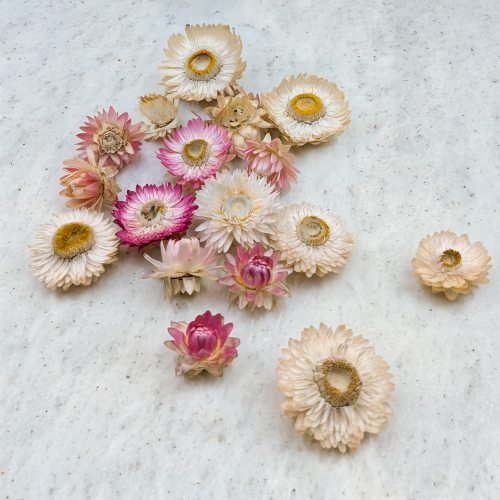 Kocanki głowki jasny mix 3.png