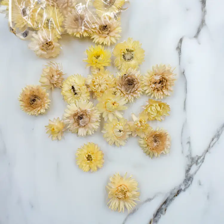 Kocanki głowki jasny zółty 1.png