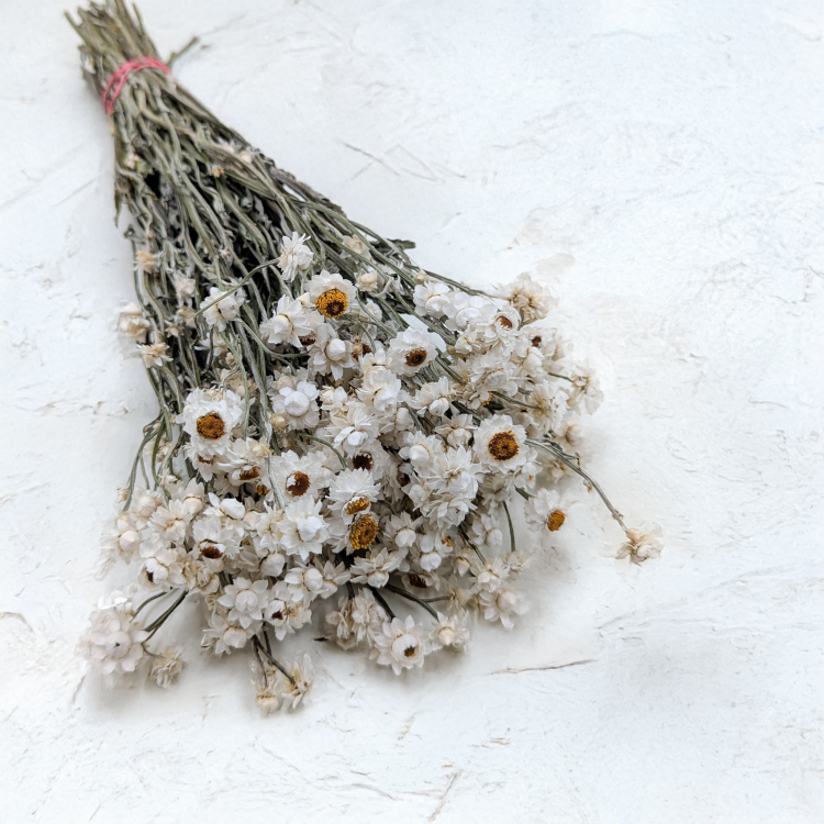 Ammobium - naturalne PLS 1.png