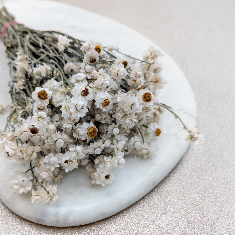 Ammobium - naturalne PLS 3.png