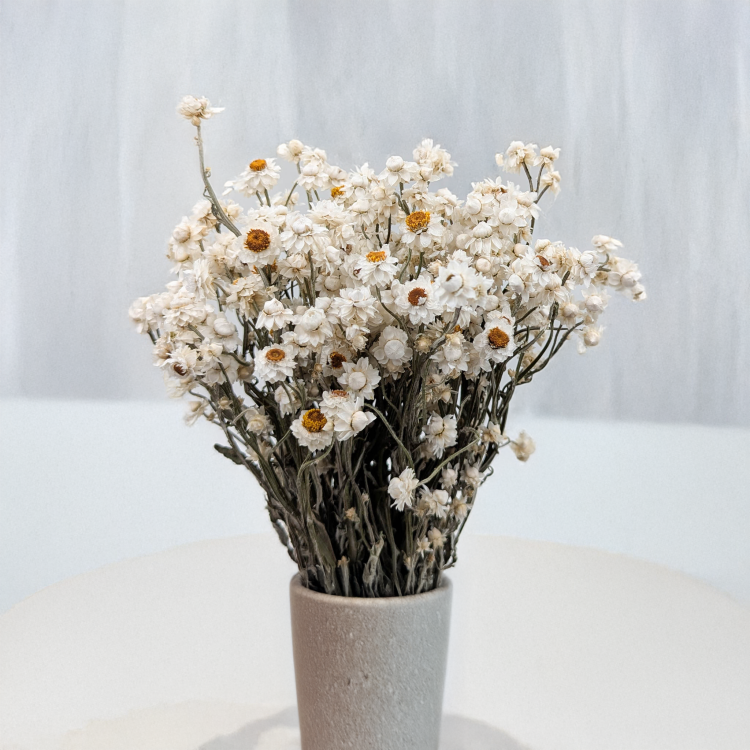 Ammobium - naturalne PLS 4.png