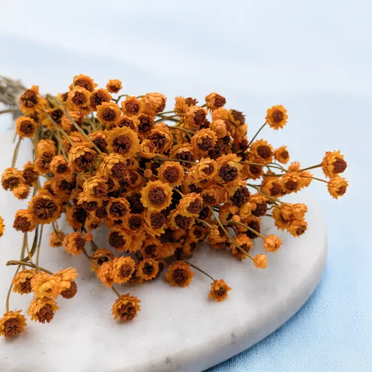 Ammobium pomarańczowe PLS 2.png