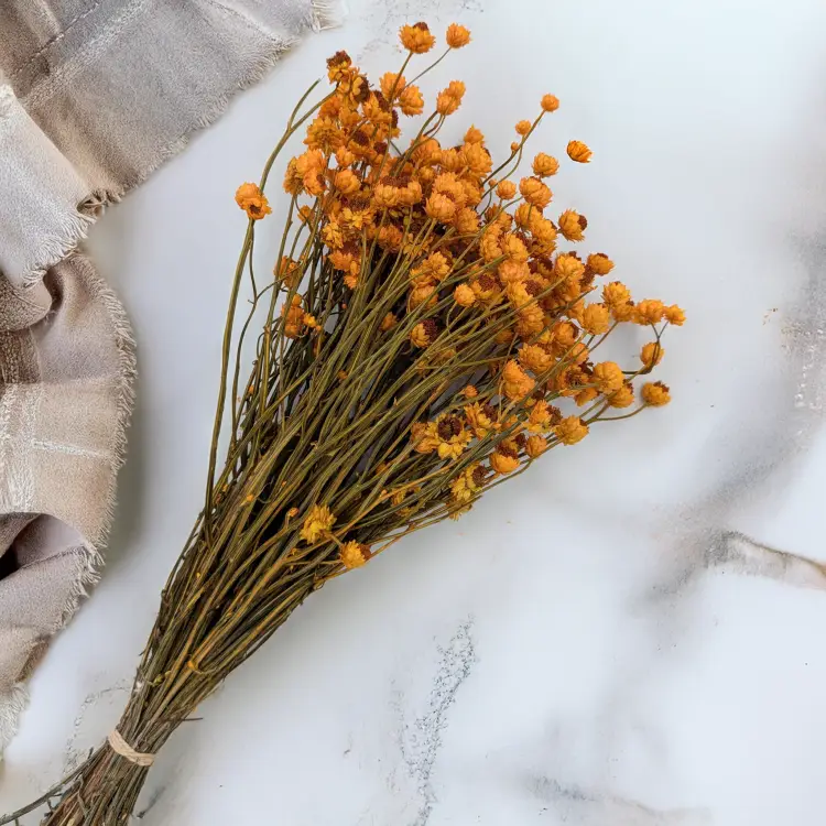 Ammobium pomarańczowe PLS 3.png