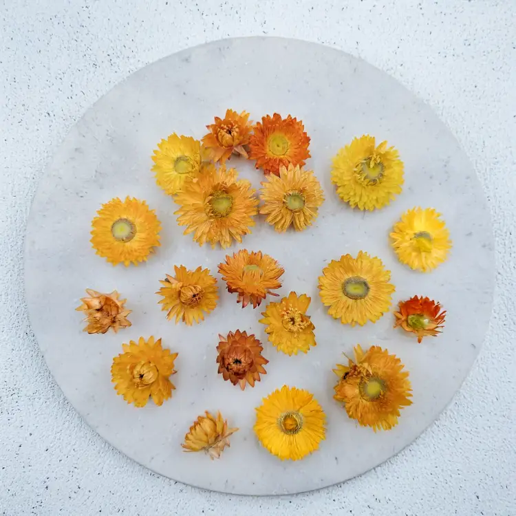 Kocanki głowki pomarancz 2.png