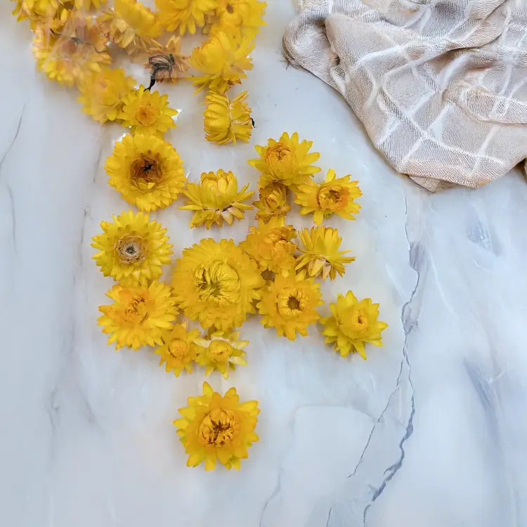 kocanka główki zółty 3.png