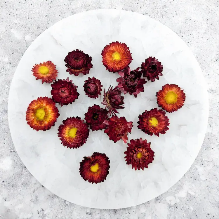 Kocanki głowki szakrłat 3.png