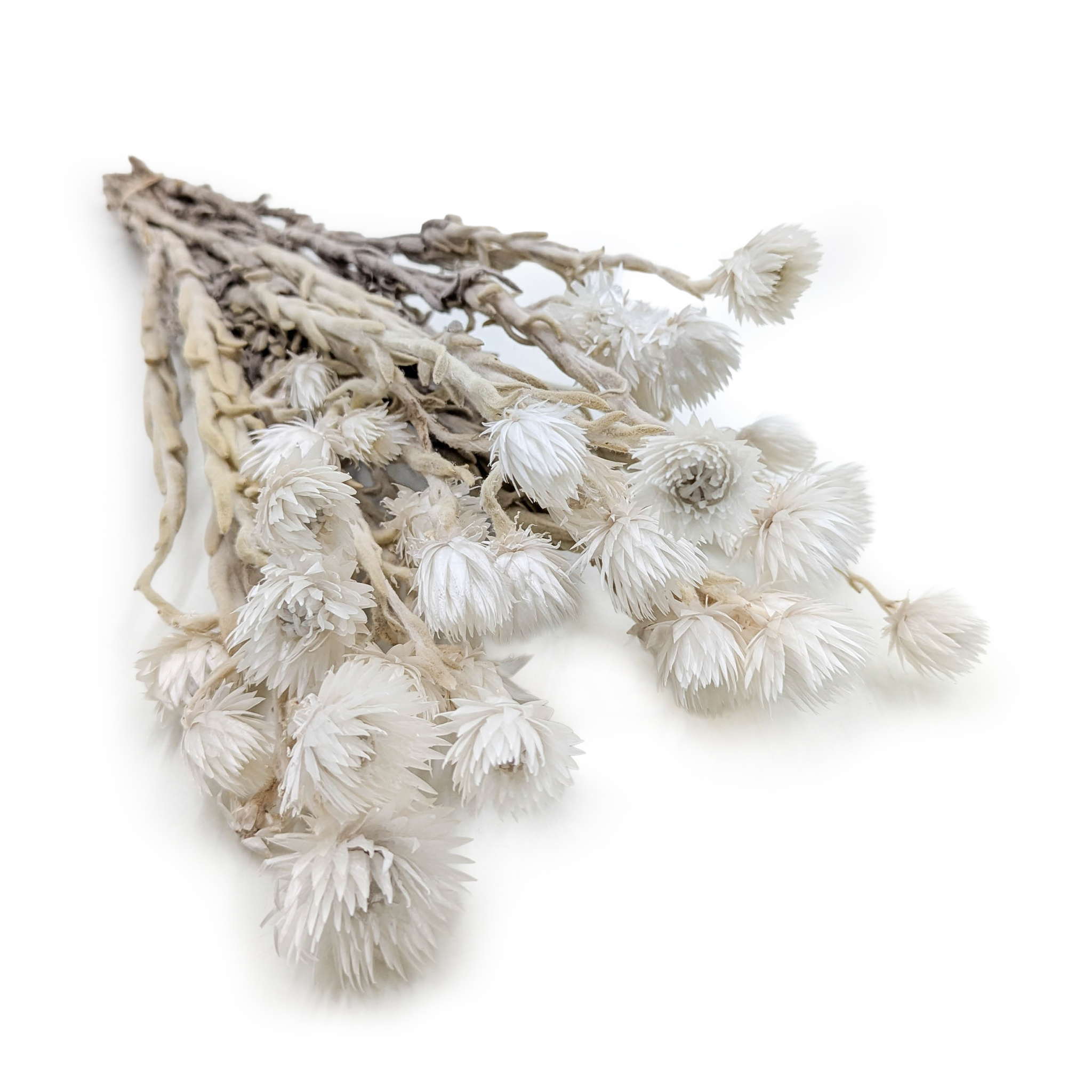 Kaaps Flower - Phaenocoma prolifera - (Cape strawflower) - Naturalny Biały