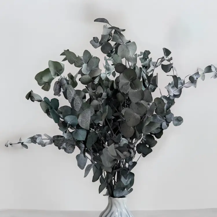 eukaliptus cinerea 3.png