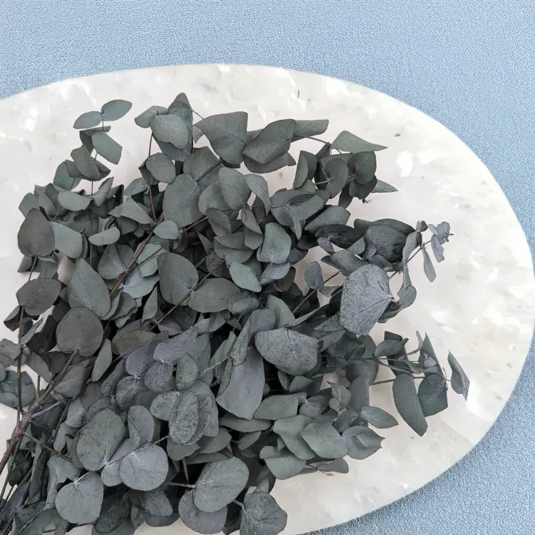 eukaliptus cinerea 1.png