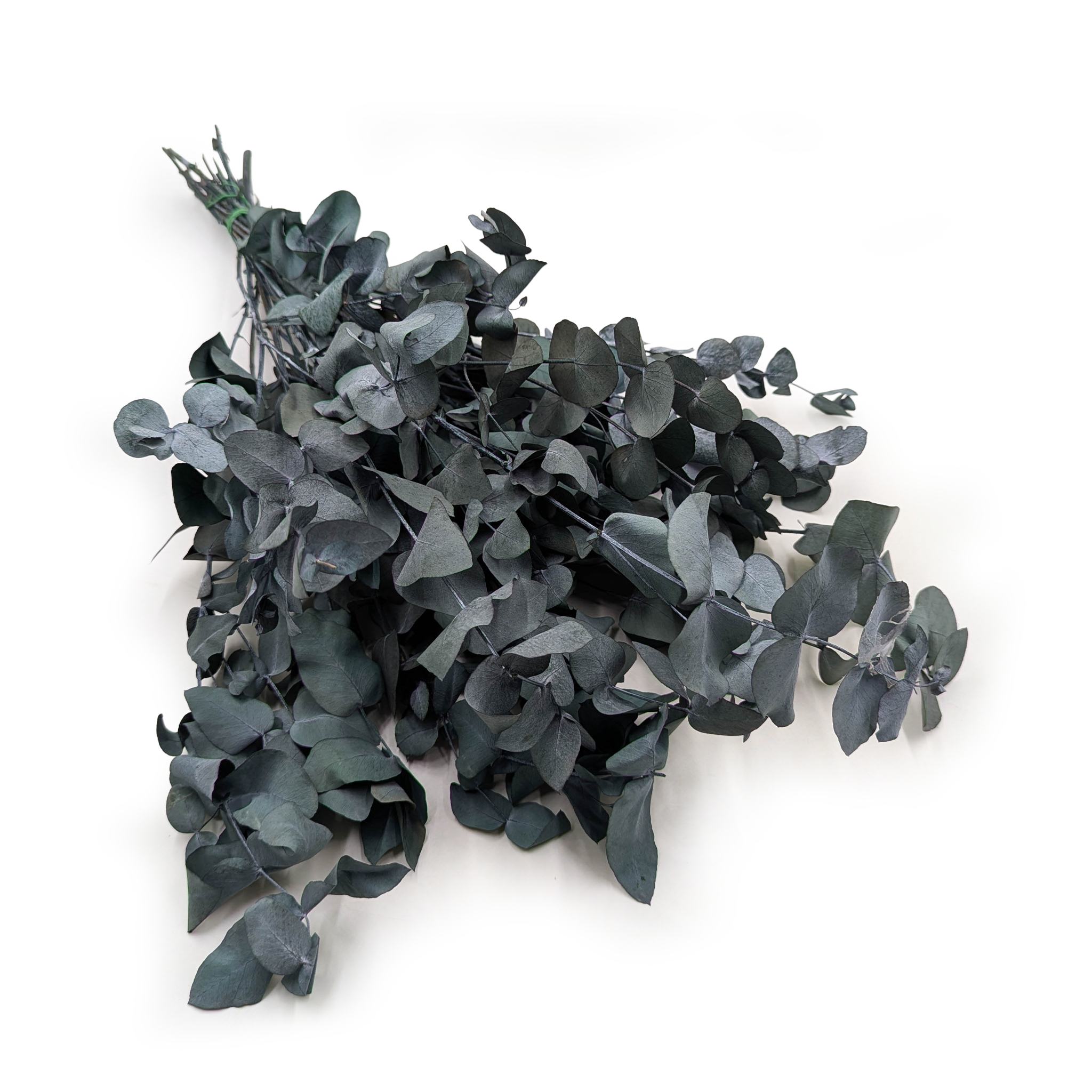 Eukaliptus Stabilizowany - Popielaty (Cinerea) - Zielony