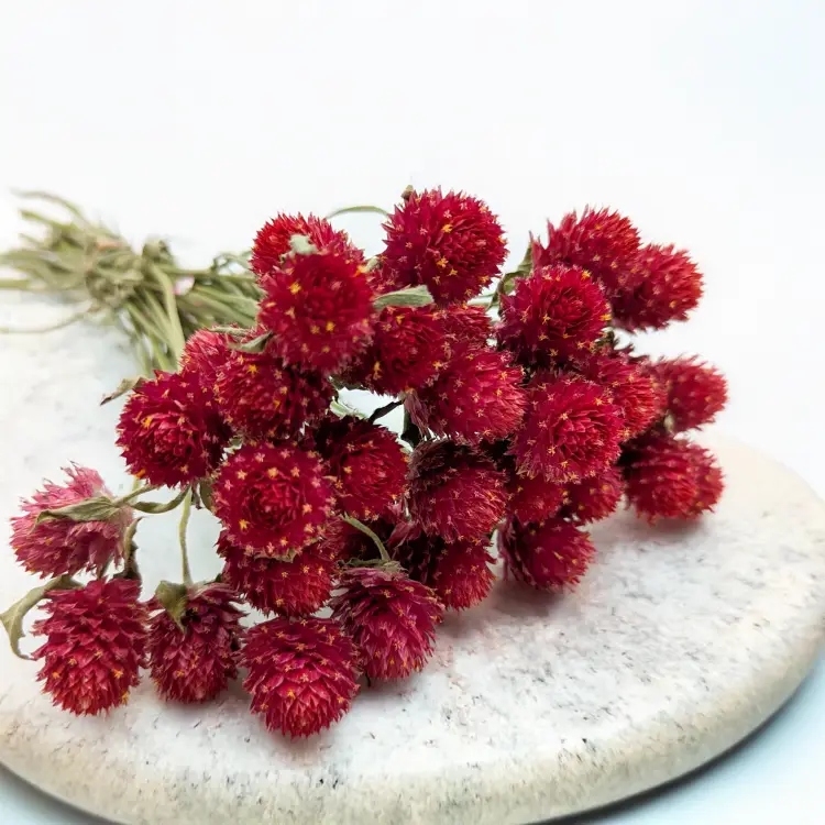 Gomfrena b czerwona SZ 2.png