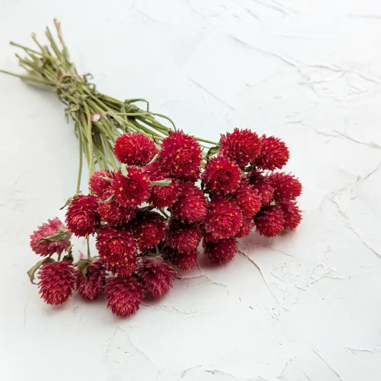 Gomfrena b czerwona SZ 1.png