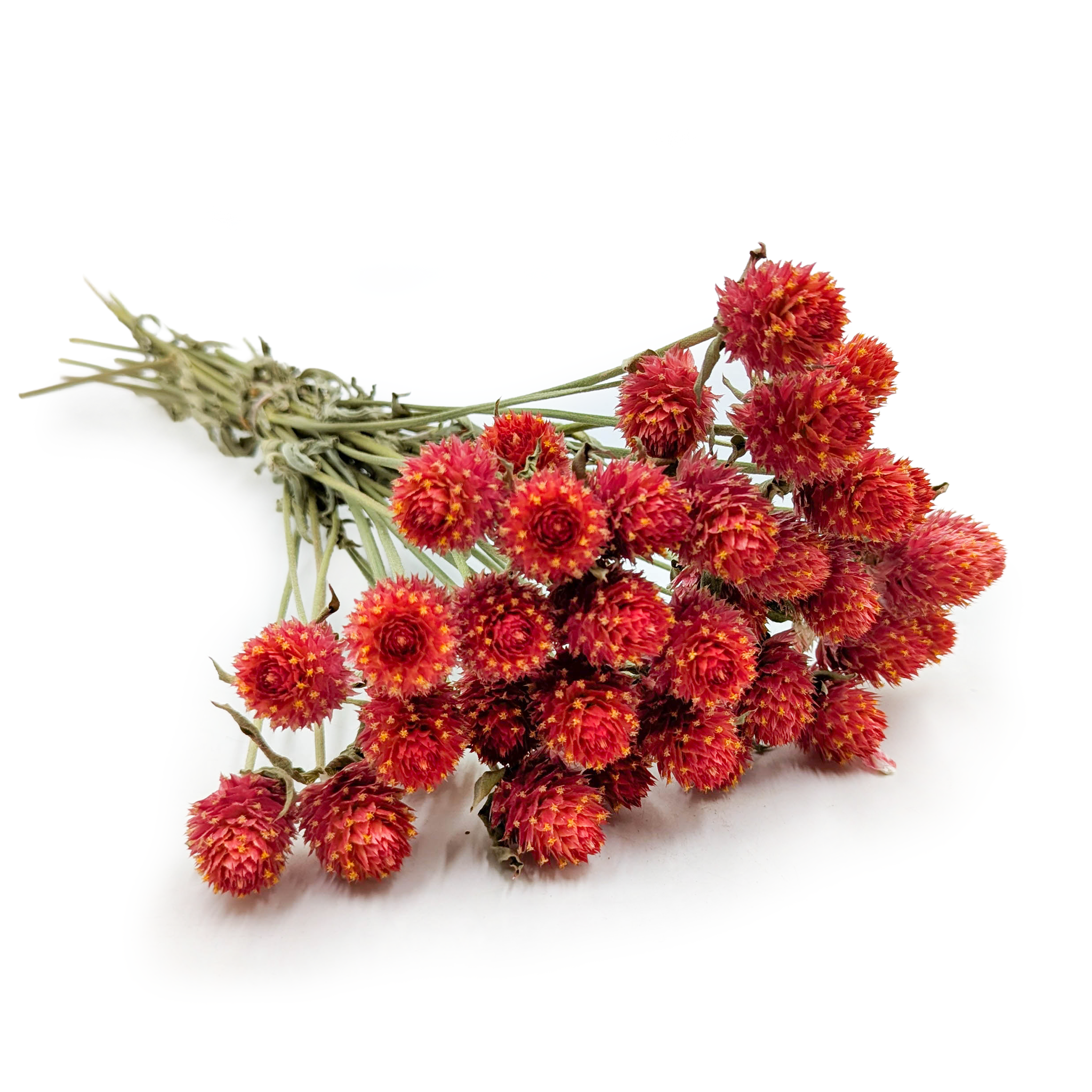 Gomfrena Kulista Suszona - Bukietowa - (Wiecznik kulisty) - Pomarańczowa