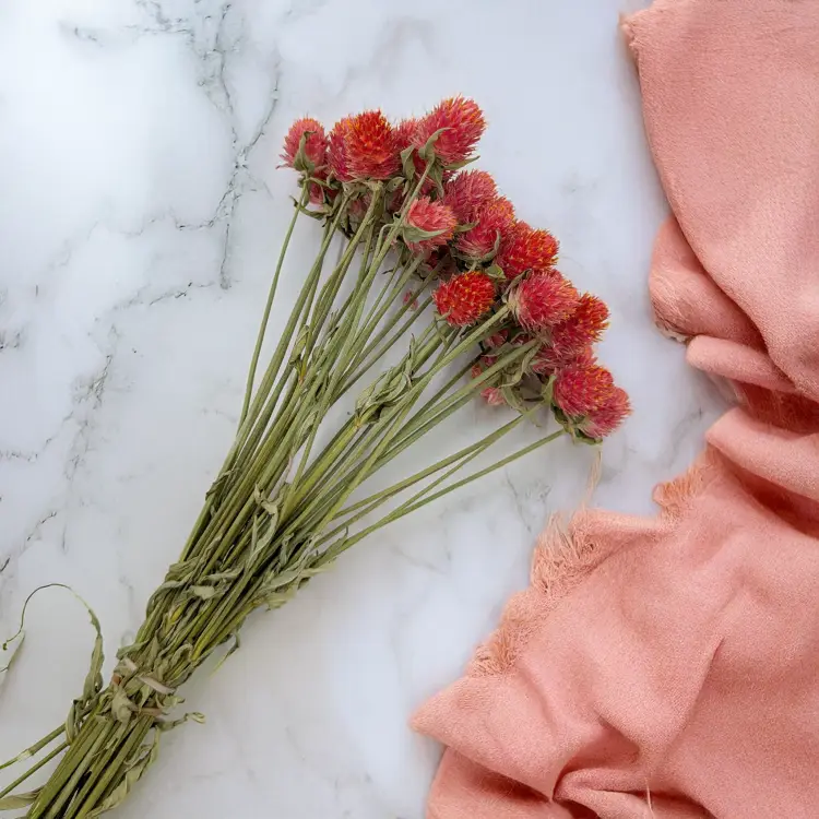 Gomfrena b pomaranczowa SZ 2.png