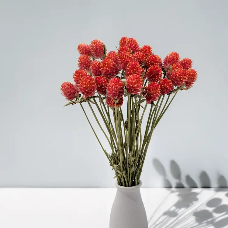 Gomfrena b pomaranczowa SZ 4.png