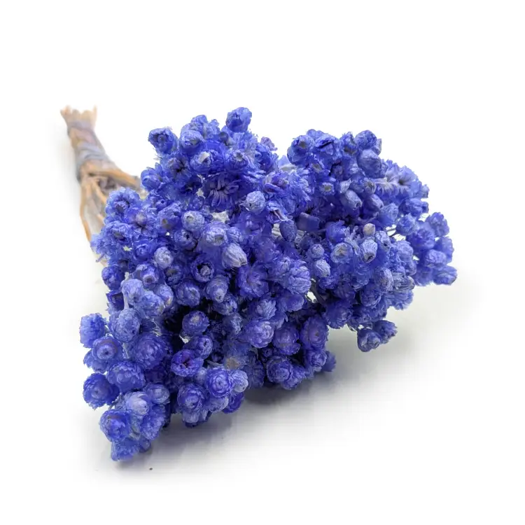 Kocanka wloska lawendowa n.png