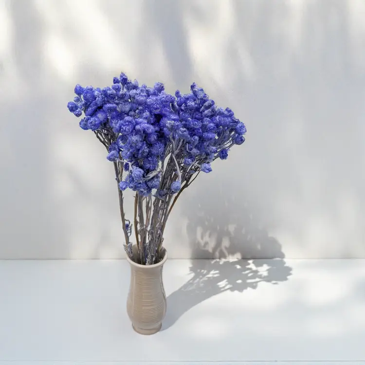 Kocanka wloska lawendowa n 4.png