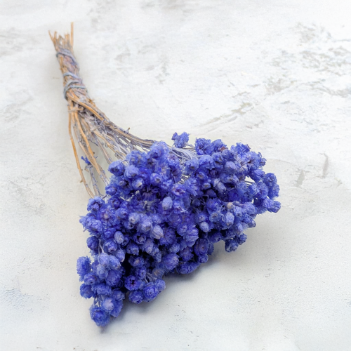 Kocanka wloska lawendowa n 1.png