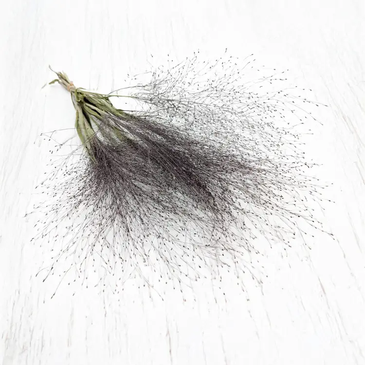 Proso Różgowate Naturalne SZ 1.png