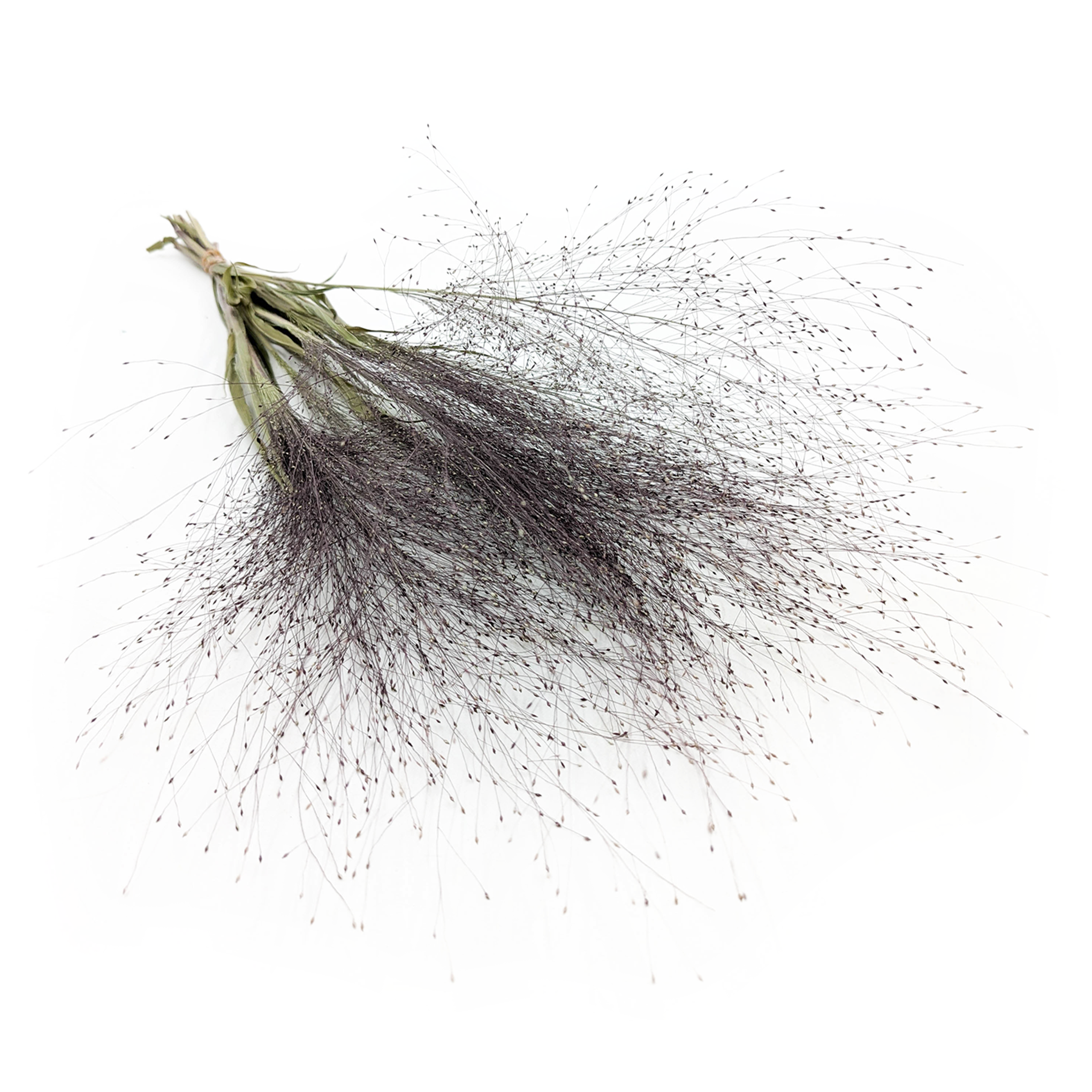 Proso Rózgowate (Panicum virgatum) - Naturalne