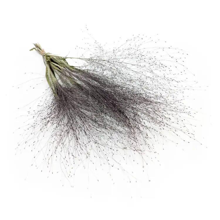 Proso Różgowate Naturalne SZ.png