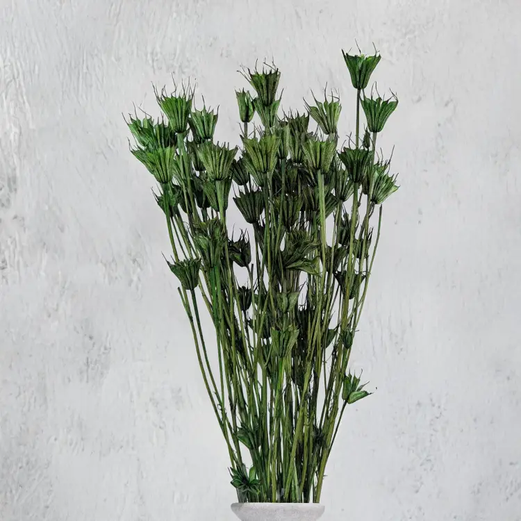 Nigella orientalis butelkowa zieleń IT 5.png