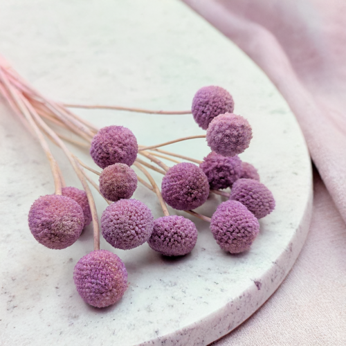 Kraspedia Lila IT 1.png