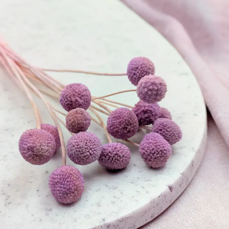 Kraspedia Lila IT 1.png