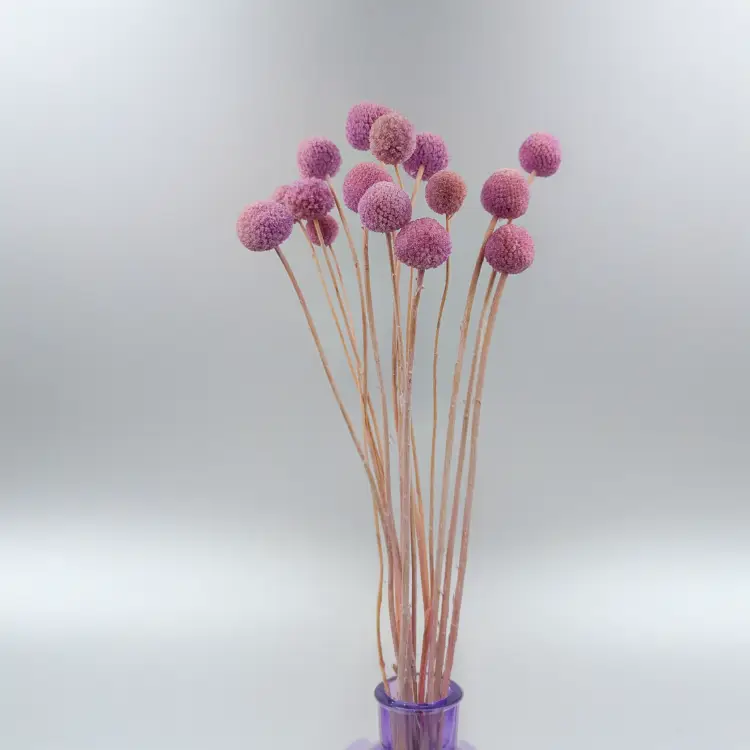 Kraspedia Lila IT.png