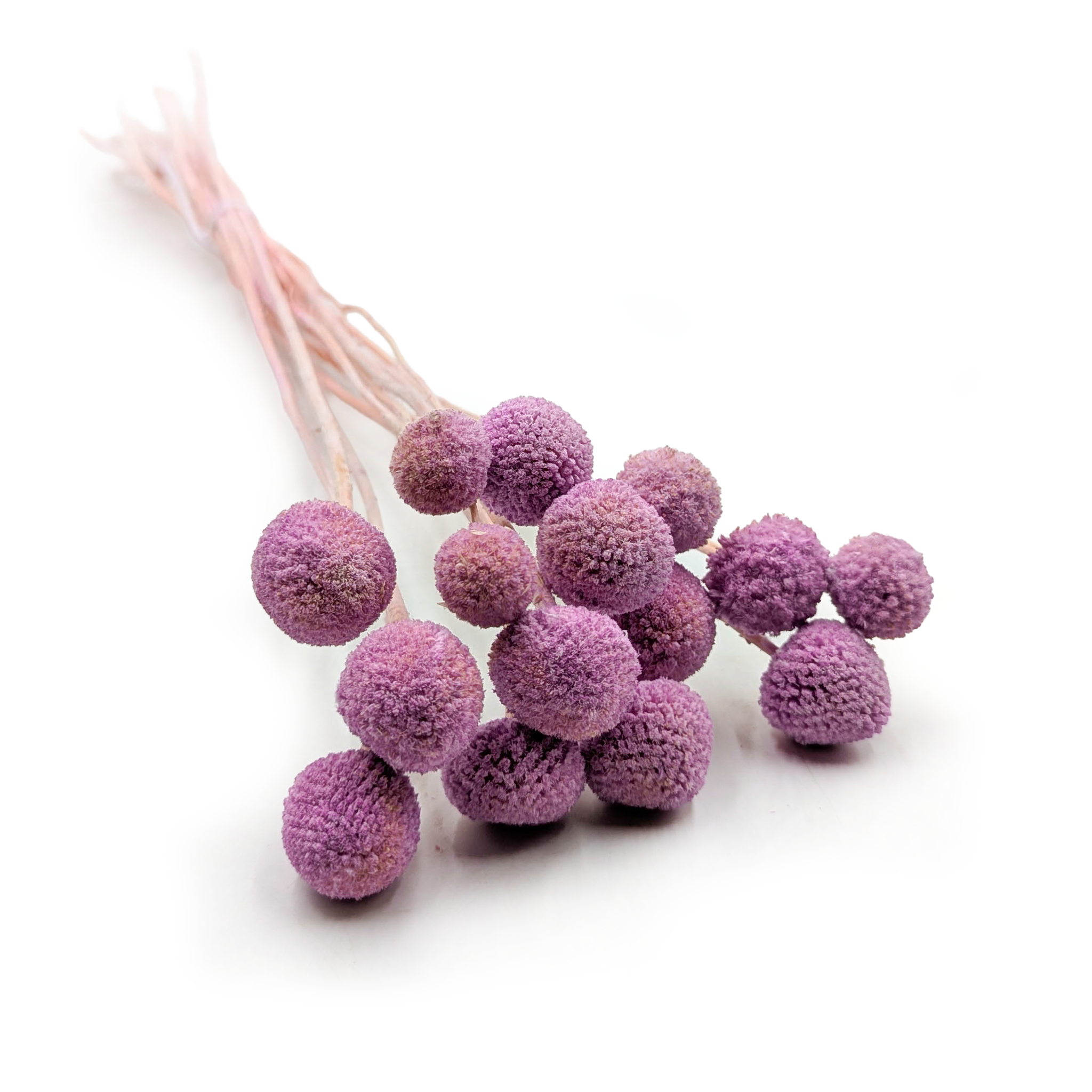 Kraspedia Suszona - (Craspedia Extra) - Lila - bukiet 15szt