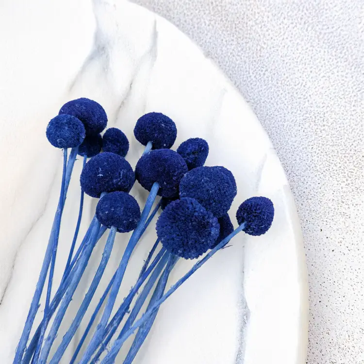 Kraspedia niebieska 3.png