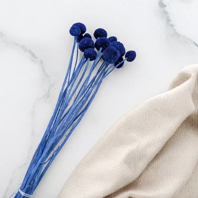 Kraspedia niebieska 4.png