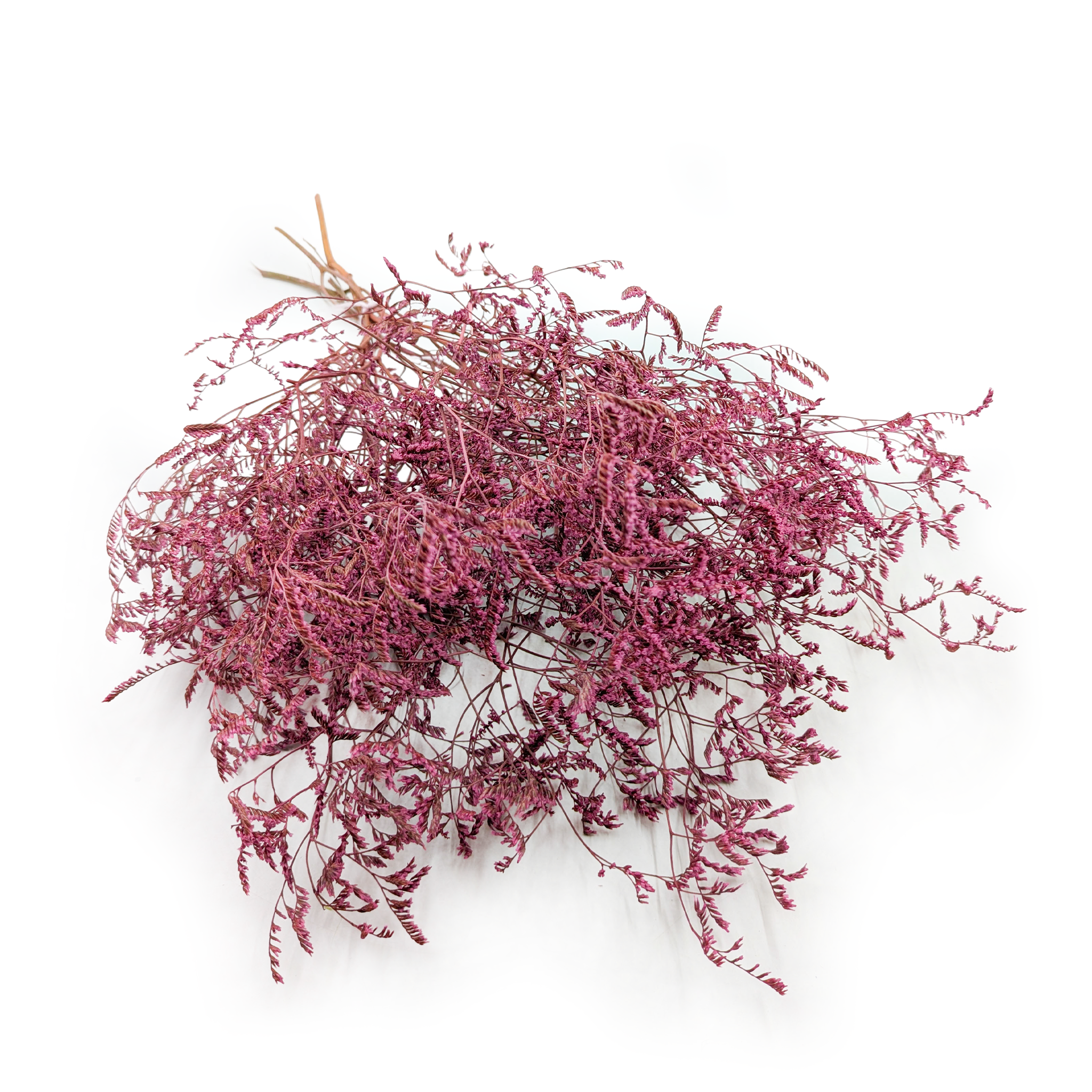 Suszony Zatrwian Szerokolistny – Limonium Latifolium – barwiony - Różowy